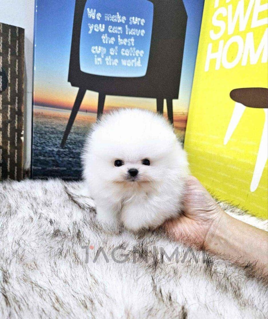 Pomeranian puppy for sale, dog for sale at Tagnimal