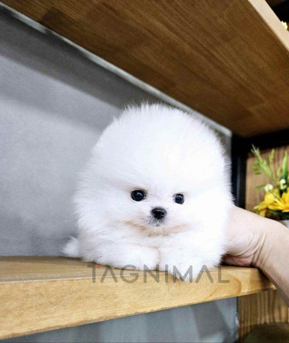 Pomeranian puppy for sale, dog for sale at Tagnimal