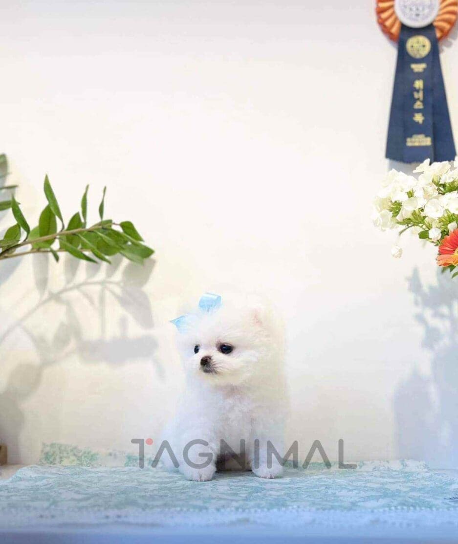 Pomeranian puppy for sale, dog for sale at Tagnimal