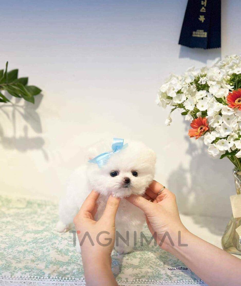 Pomeranian puppy for sale, dog for sale at Tagnimal