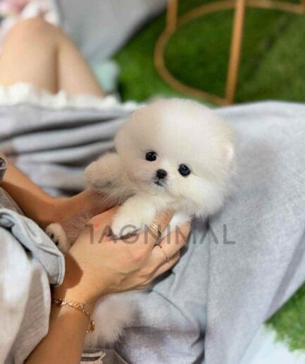 Pomeranian puppy for sale, dog for sale at Tagnimal