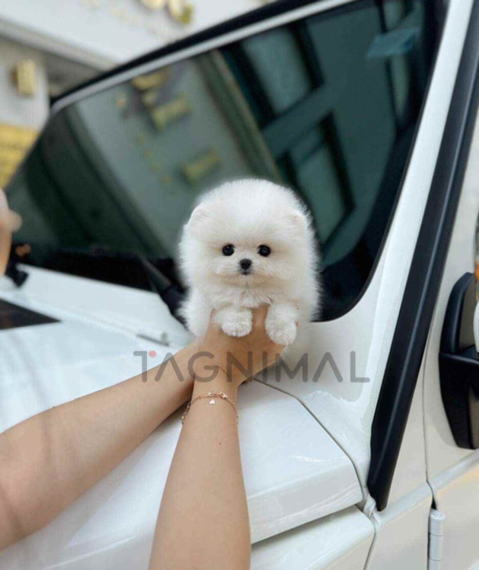 Pomeranian puppy for sale, dog for sale at Tagnimal