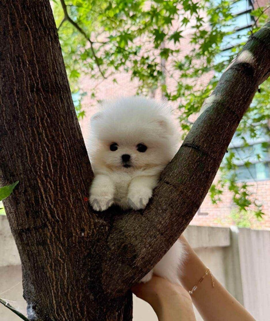 Pomeranian puppy for sale, dog for sale at Tagnimal