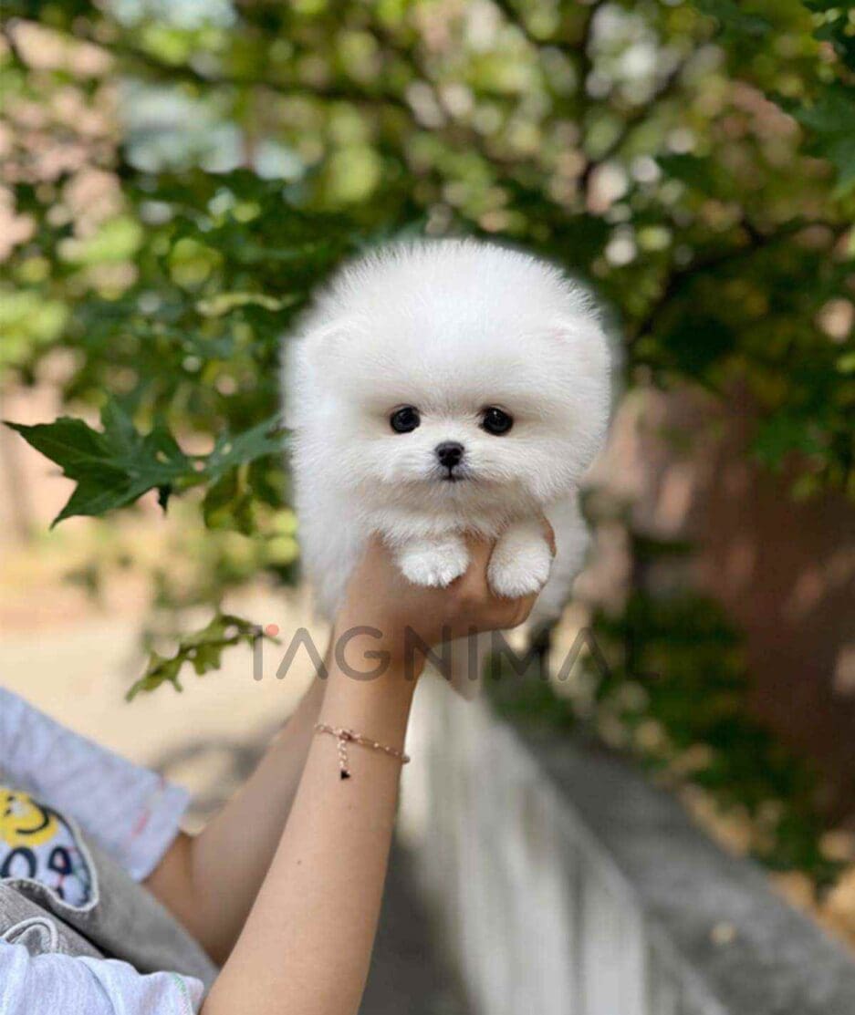 Pomeranian puppy for sale, dog for sale at Tagnimal