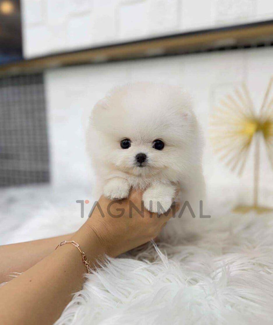 Pomeranian puppy for sale, dog for sale at Tagnimal