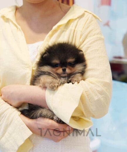 Pomeranian puppy for sale, dog for sale at Tagnimal