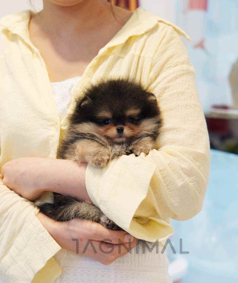 Pomeranian puppy for sale, dog for sale at Tagnimal