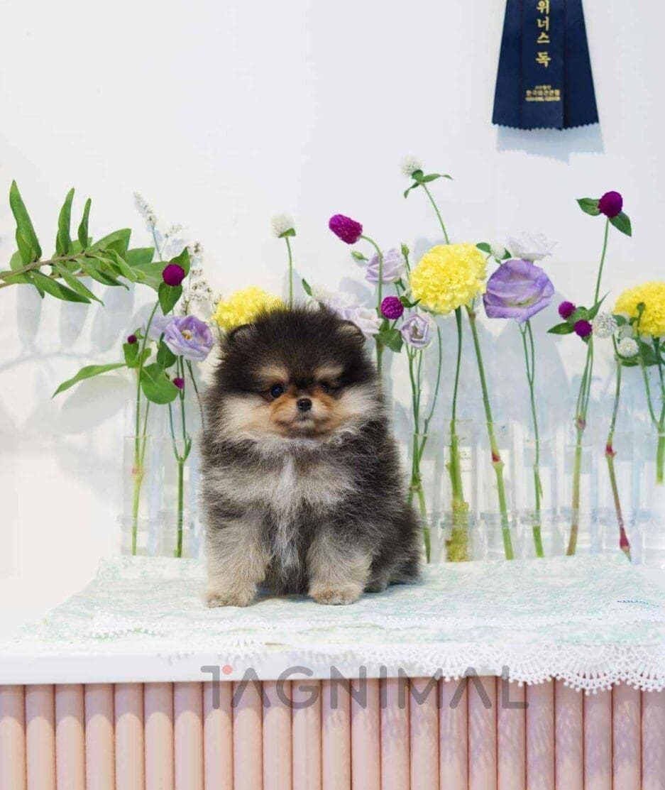 Pomeranian puppy for sale, dog for sale at Tagnimal