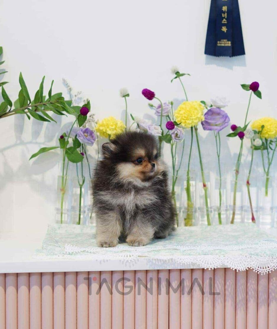 Pomeranian puppy for sale, dog for sale at Tagnimal