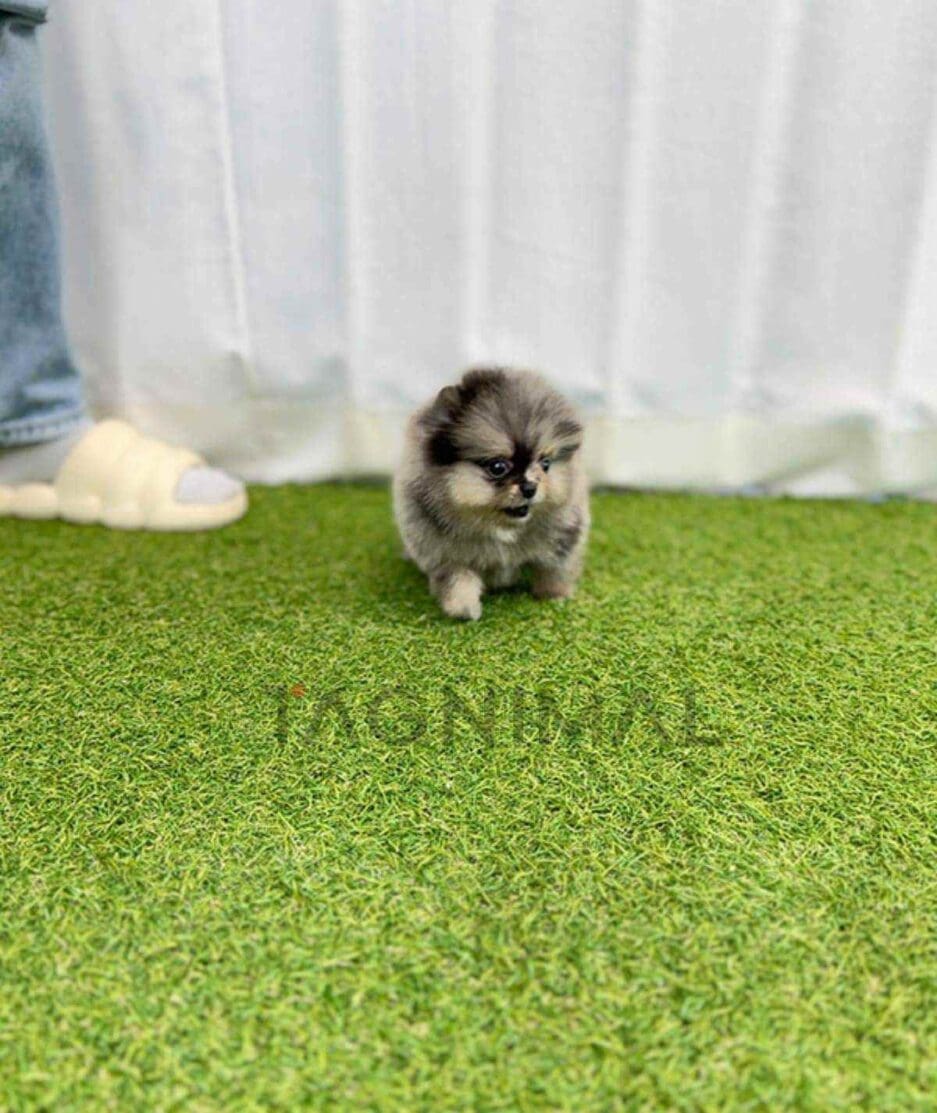 Pomeranian puppy for sale, dog for sale at Tagnimal