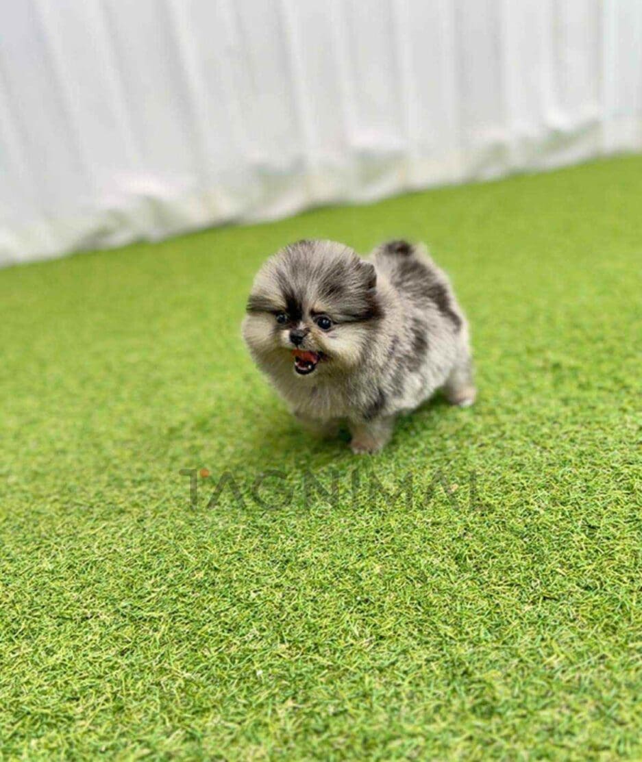 Pomeranian puppy for sale, dog for sale at Tagnimal