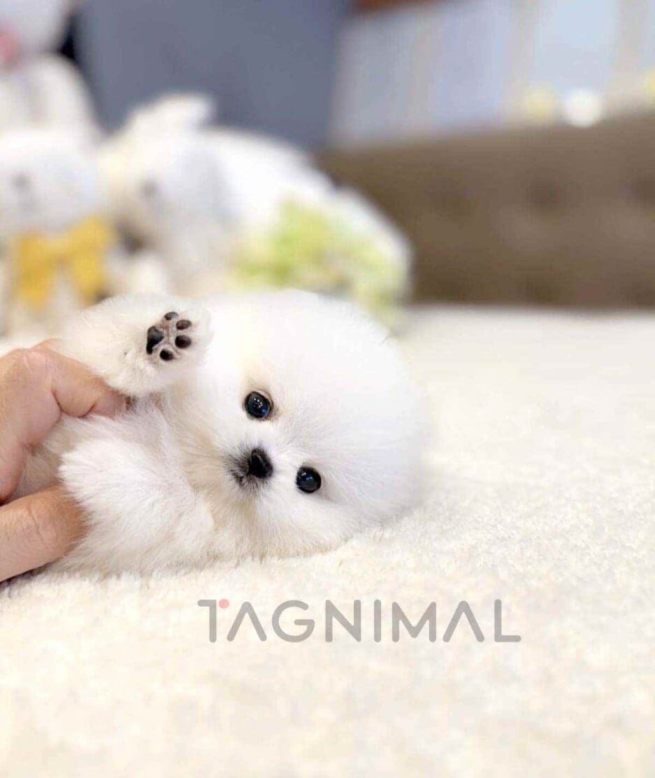 Pomeranian puppy for sale, dog for sale at Tagnimal