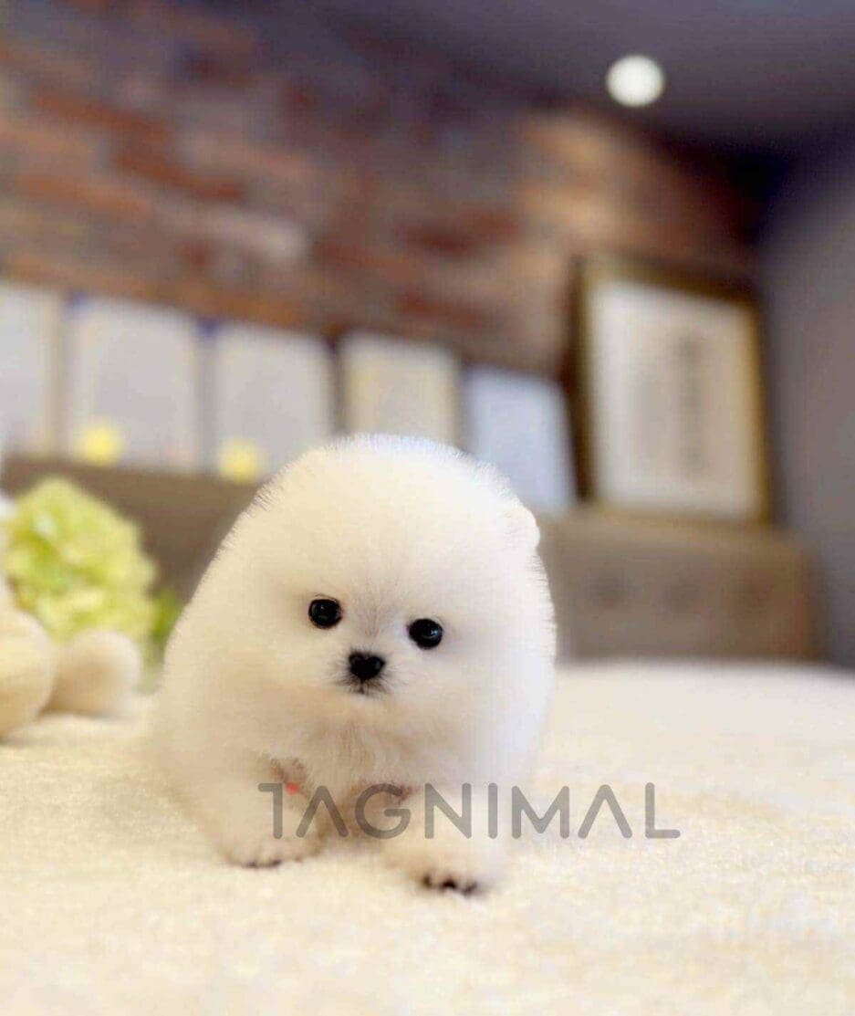 Pomeranian puppy for sale, dog for sale at Tagnimal