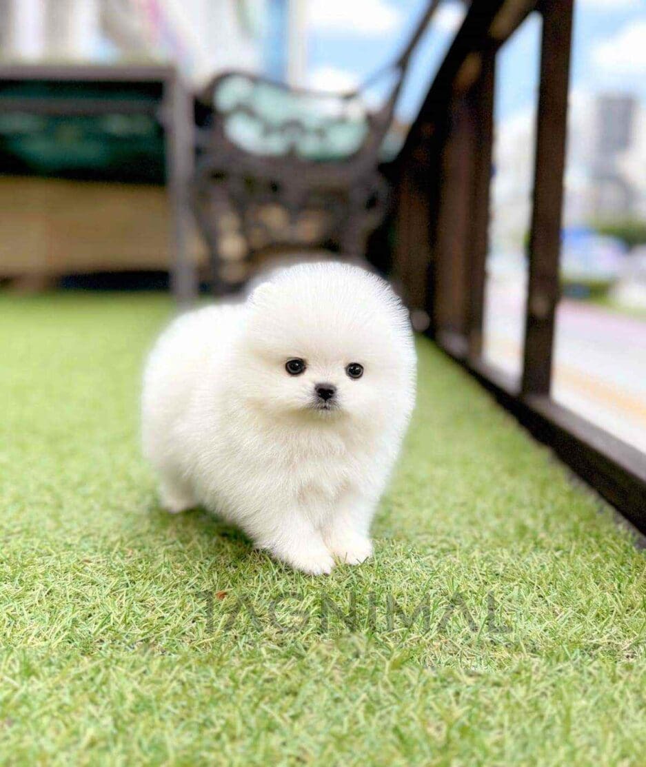 Pomeranian puppy for sale, dog for sale at Tagnimal