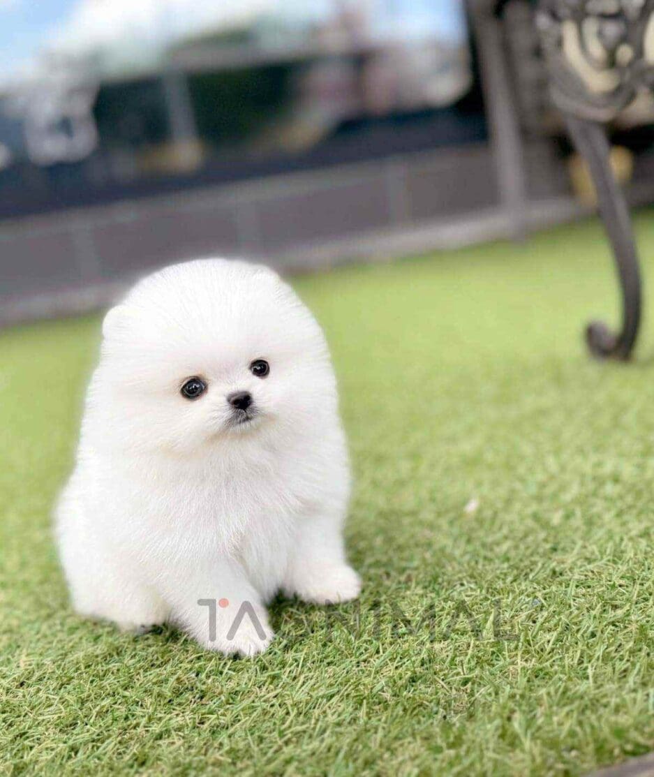 Pomeranian puppy for sale, dog for sale at Tagnimal