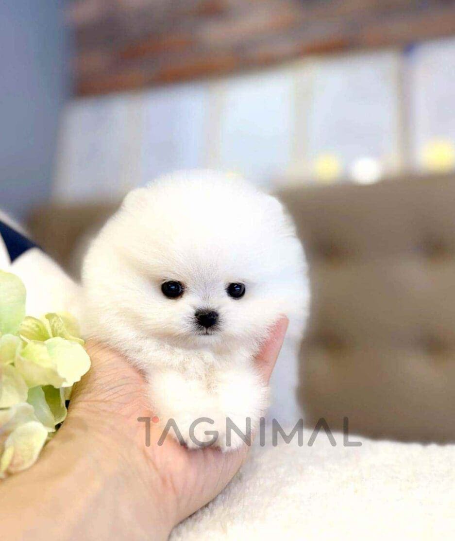 Pomeranian puppy for sale, dog for sale at Tagnimal