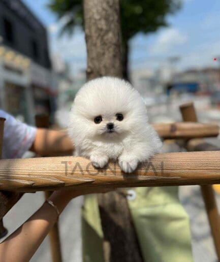 Pomeranian puppy for sale, dog for sale at Tagnimal