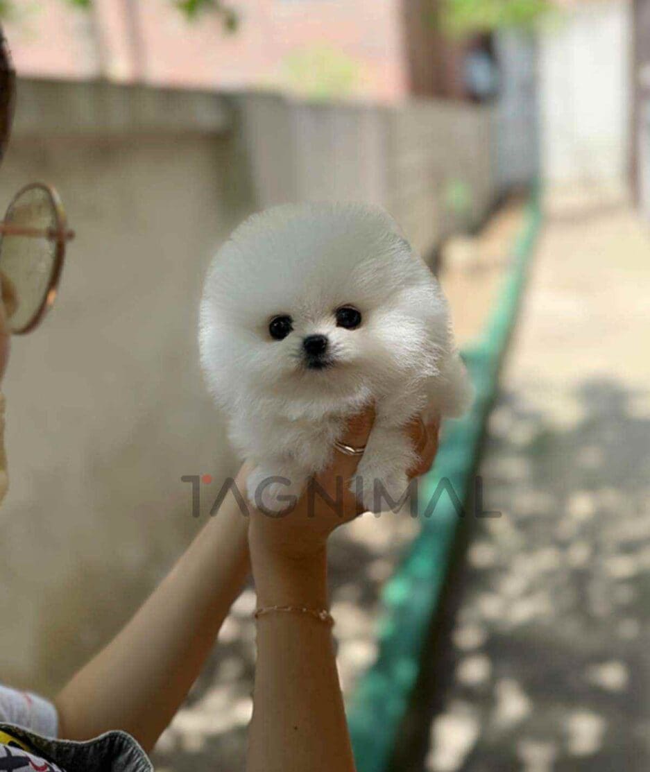 Pomeranian puppy for sale, dog for sale at Tagnimal