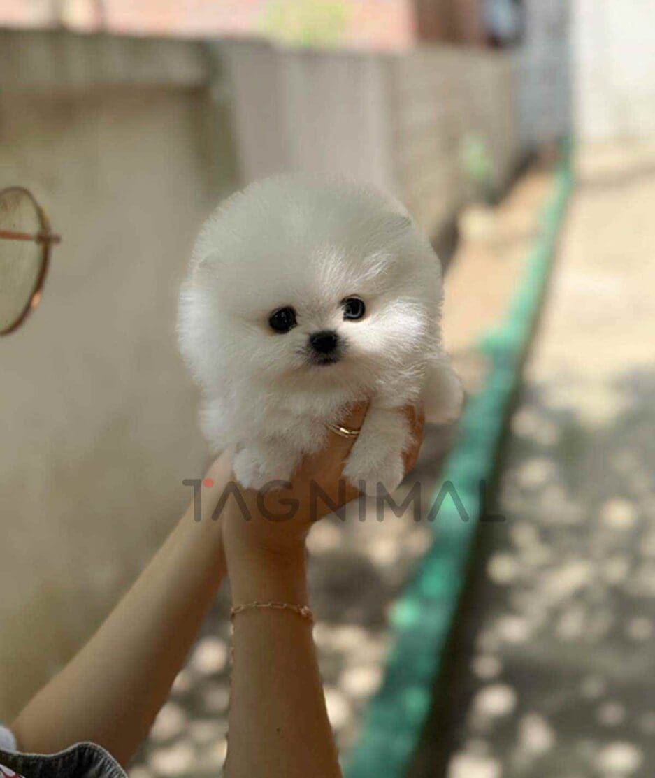 Pomeranian puppy for sale, dog for sale at Tagnimal