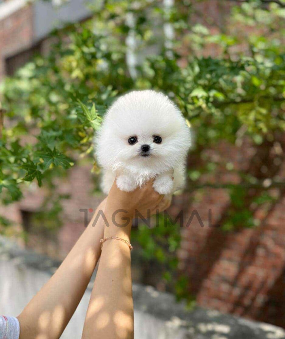 Pomeranian puppy for sale, dog for sale at Tagnimal