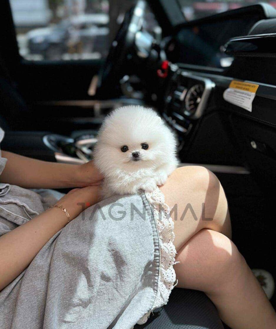 Pomeranian puppy for sale, dog for sale at Tagnimal