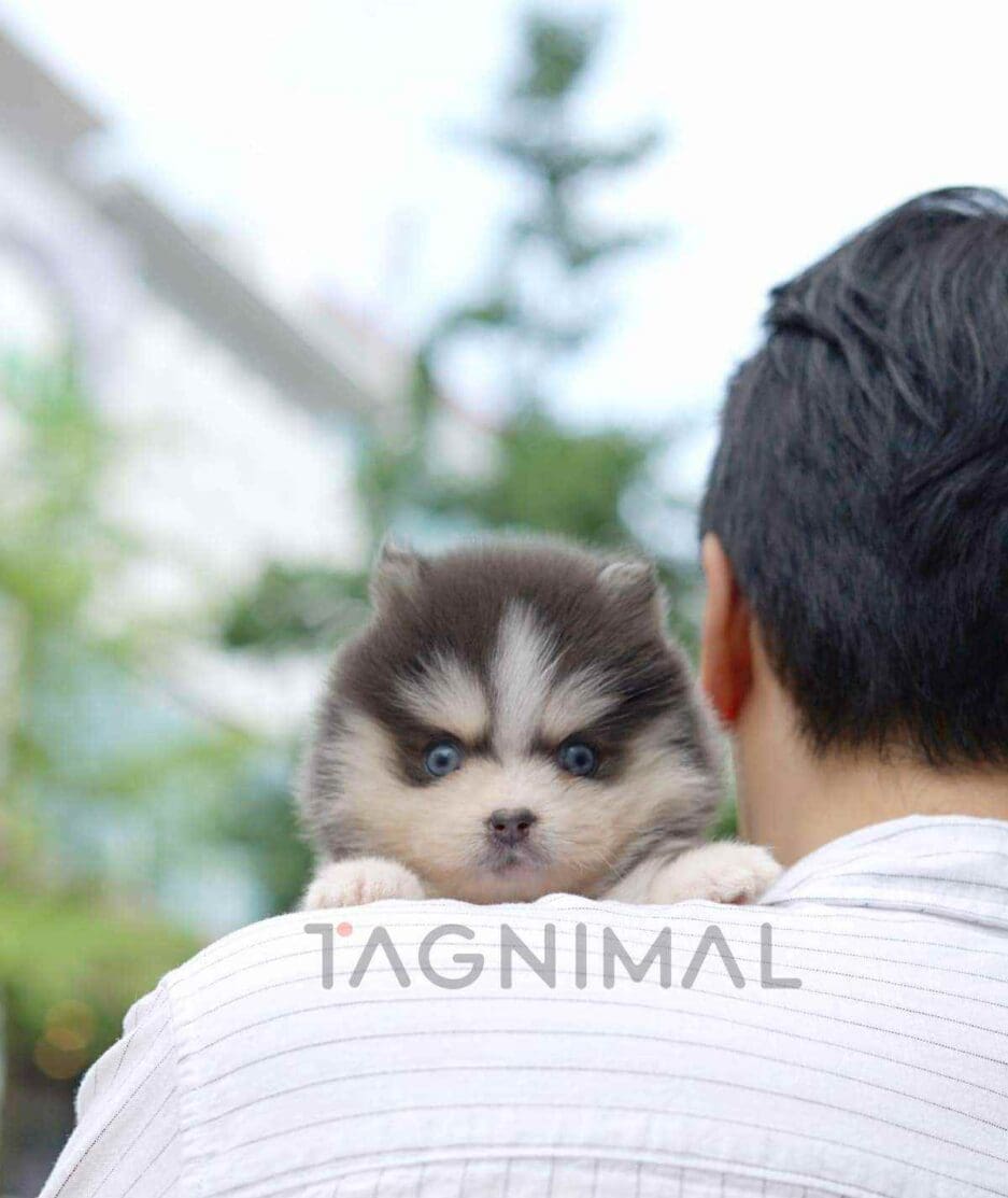 Pomsky puppy for sale, dog for sale at Tagnimal