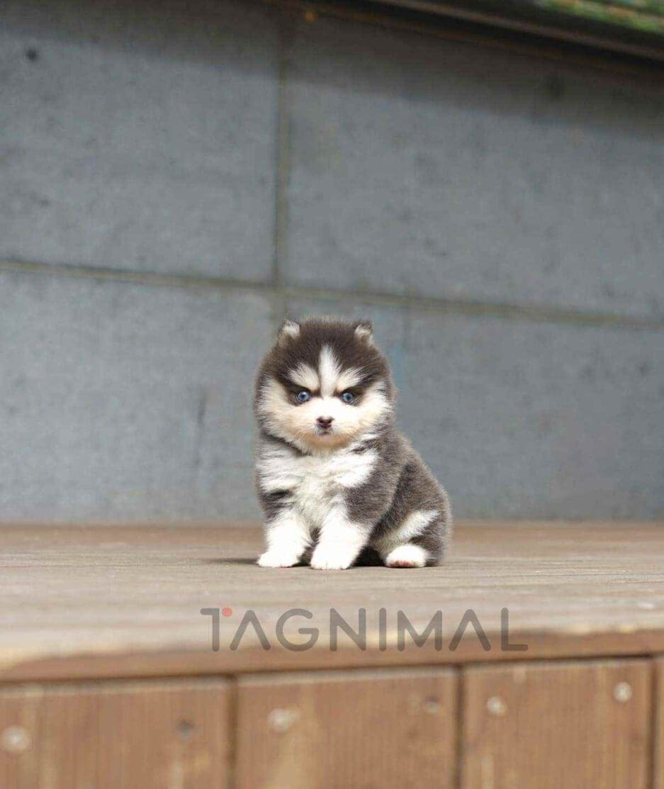 Pomsky puppy for sale, dog for sale at Tagnimal