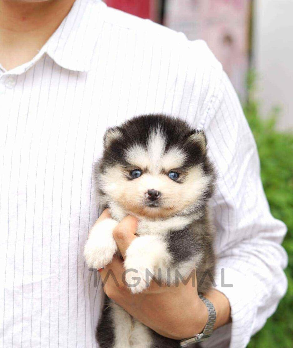 Pomsky puppy for sale, dog for sale at Tagnimal