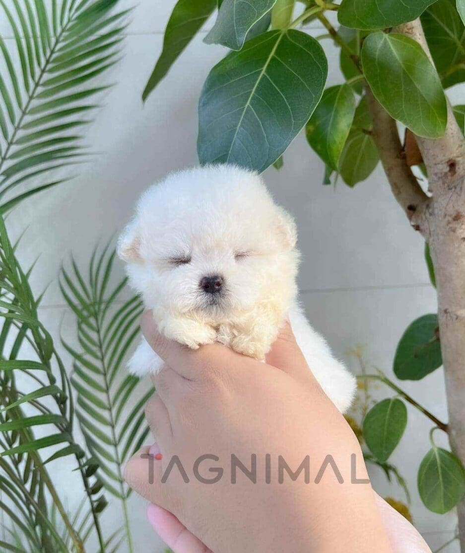 Poochon puppy for sale, dog for sale at Tagnimal