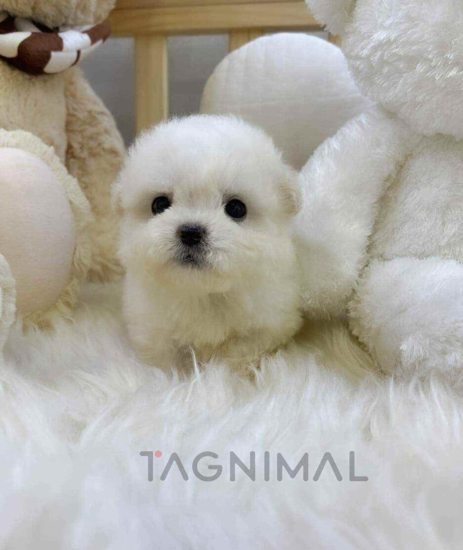 Poochon puppy for sale, dog for sale at Tagnimal