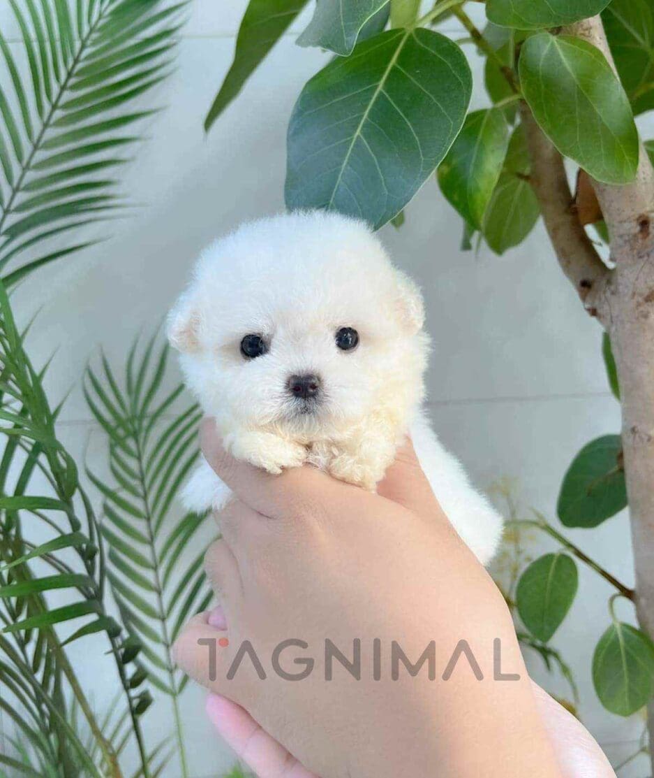 Poochon puppy for sale, dog for sale at Tagnimal