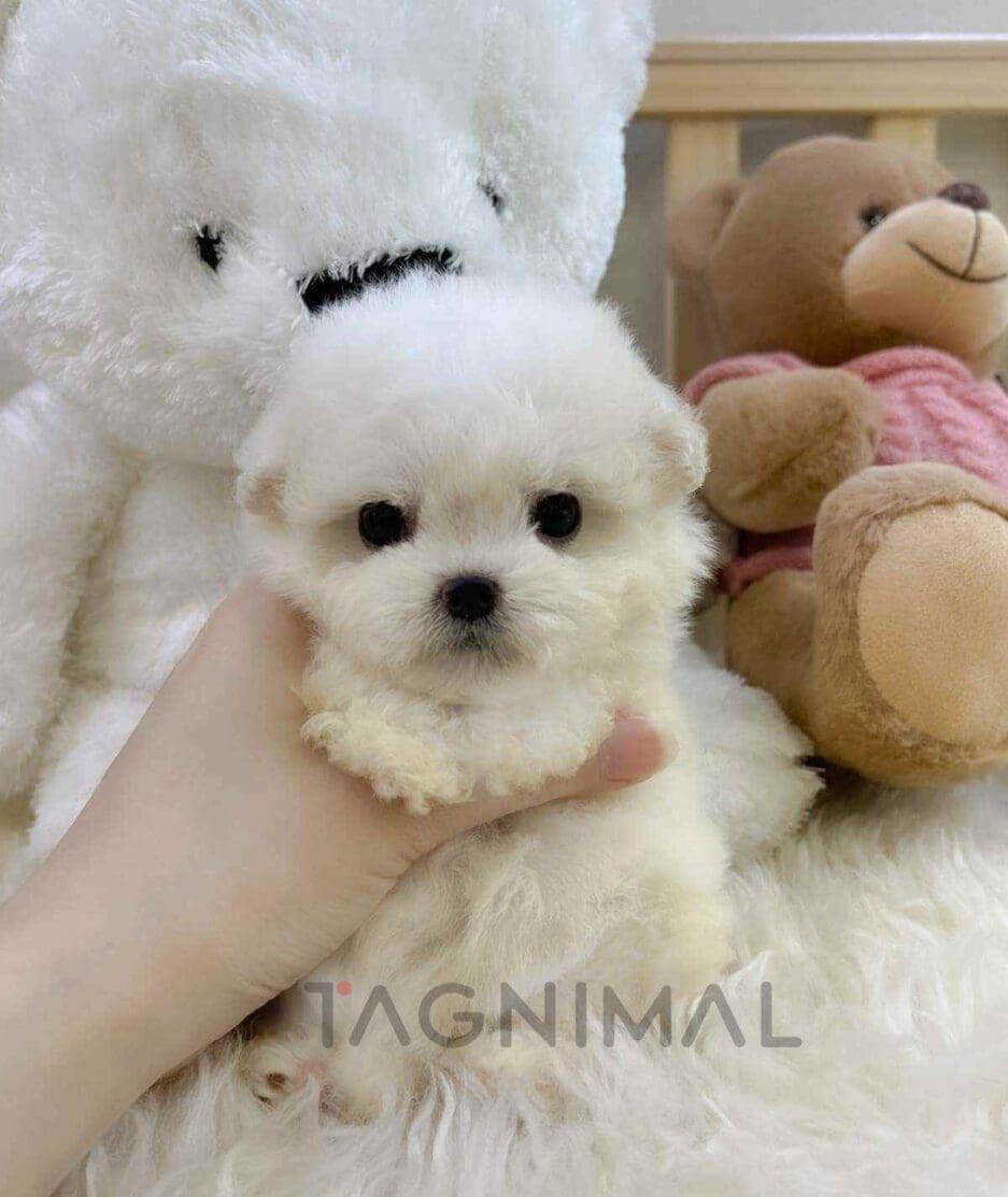 Poochon puppy for sale, dog for sale at Tagnimal