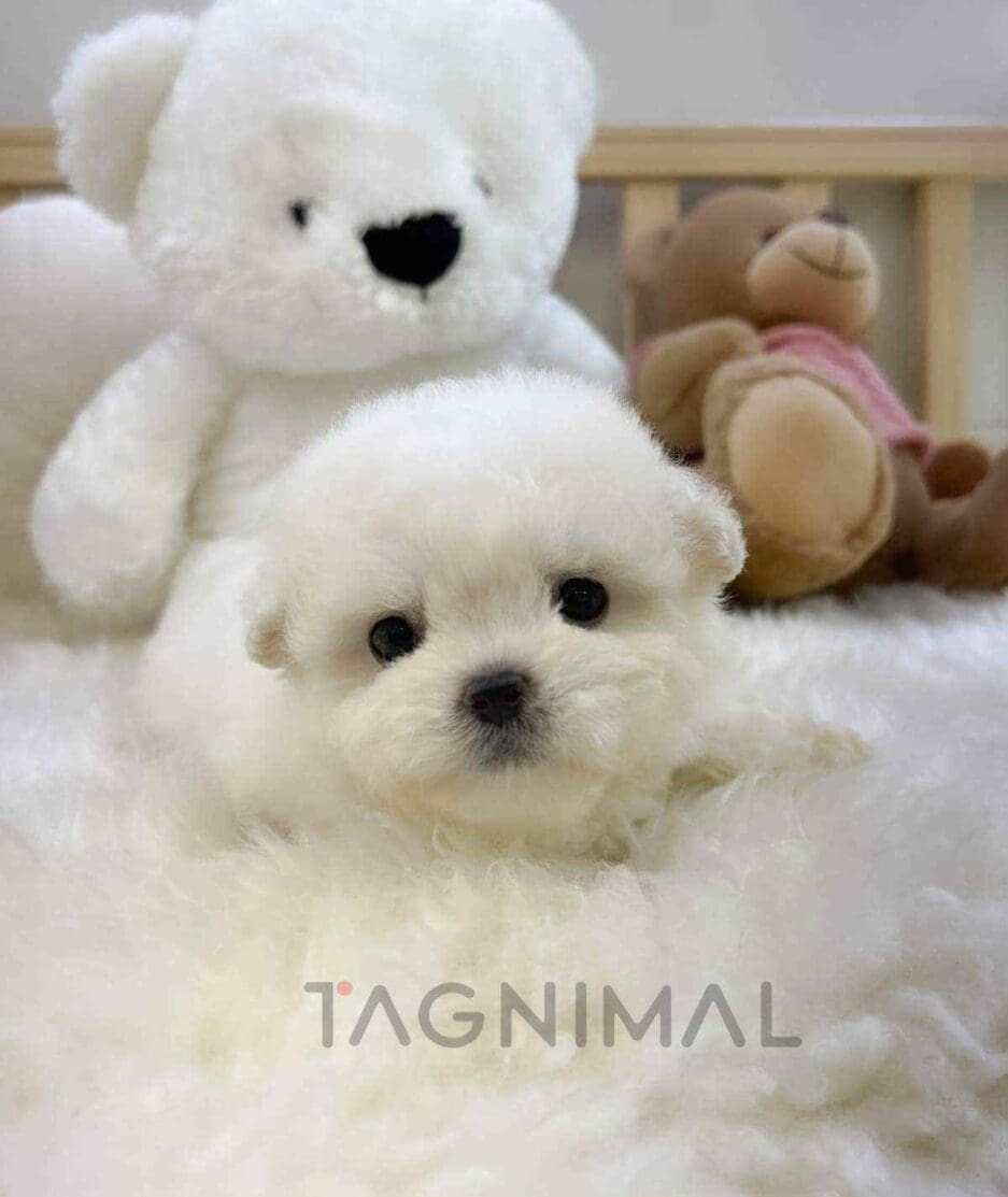 Poochon puppy for sale, dog for sale at Tagnimal