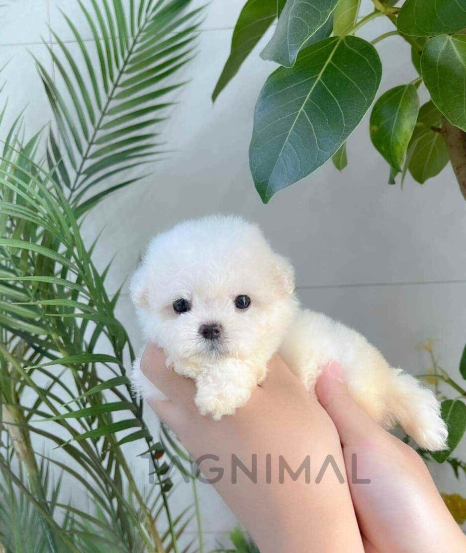 Poochon puppy for sale, dog for sale at Tagnimal