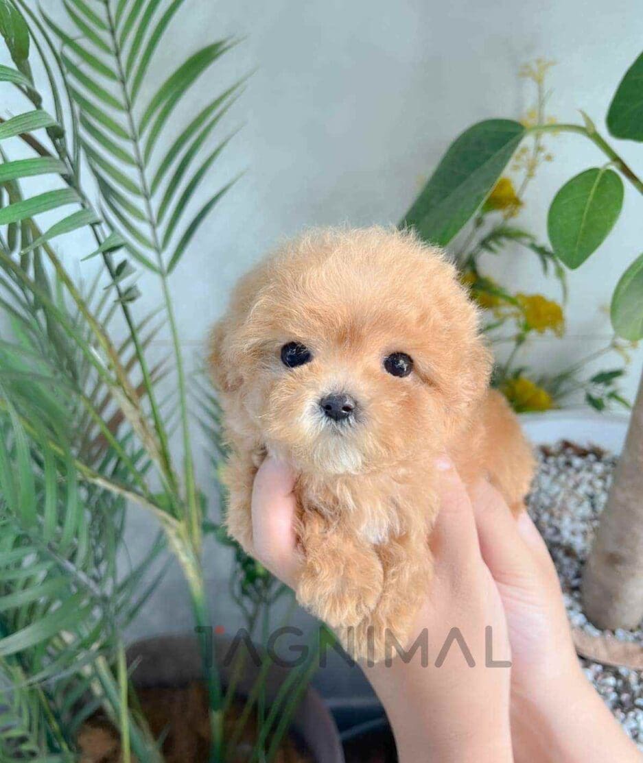 Poodle puppy for sale, dog for sale at Tagnimal