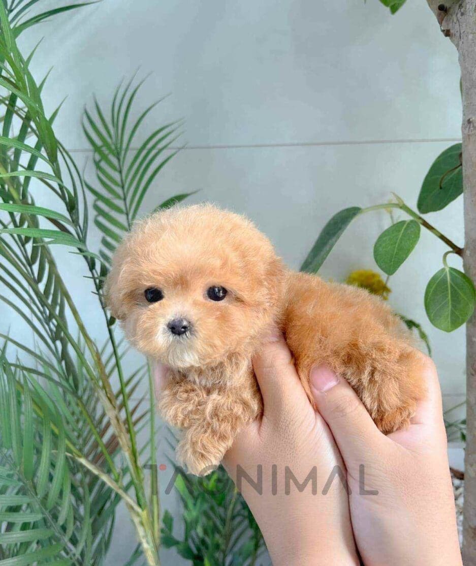 Poodle puppy for sale, dog for sale at Tagnimal