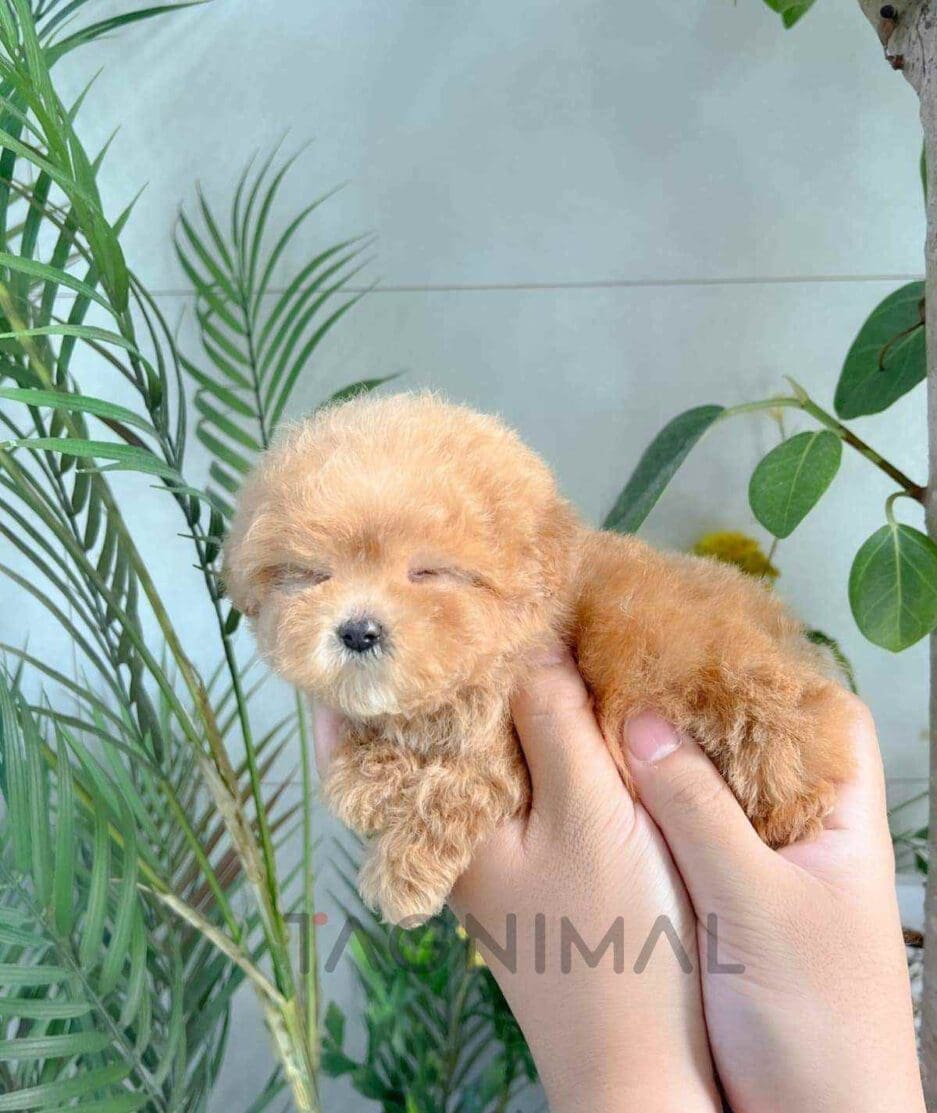 Poodle puppy for sale, dog for sale at Tagnimal