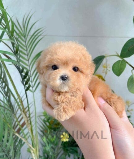 Poodle puppy for sale, dog for sale at Tagnimal