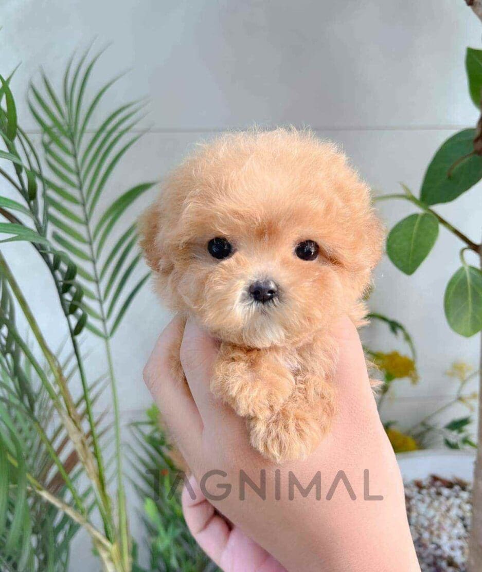 Poodle puppy for sale, dog for sale at Tagnimal