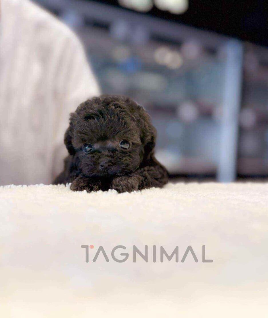 Poodle puppy for sale, dog for sale at Tagnimal