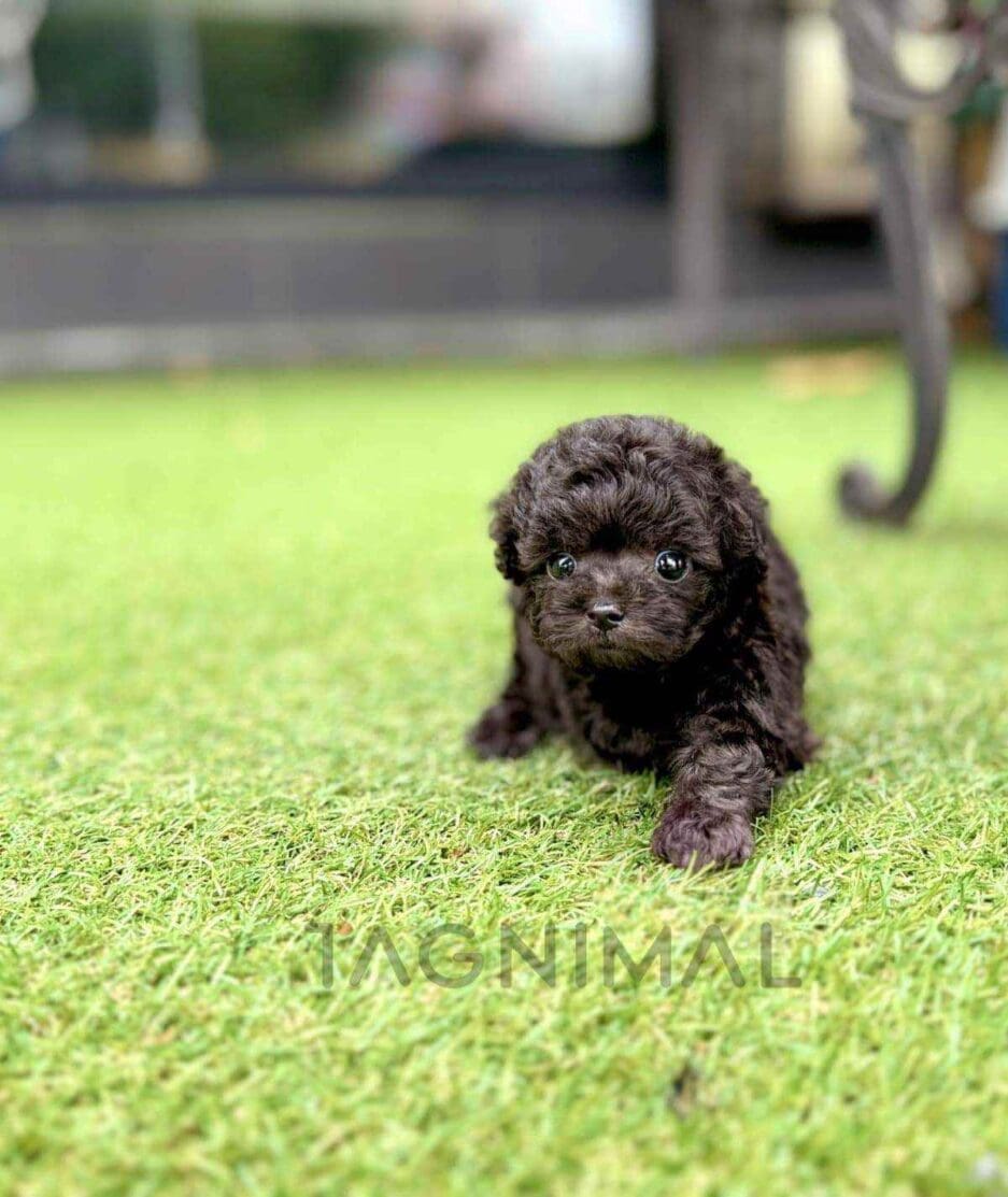 Poodle puppy for sale, dog for sale at Tagnimal