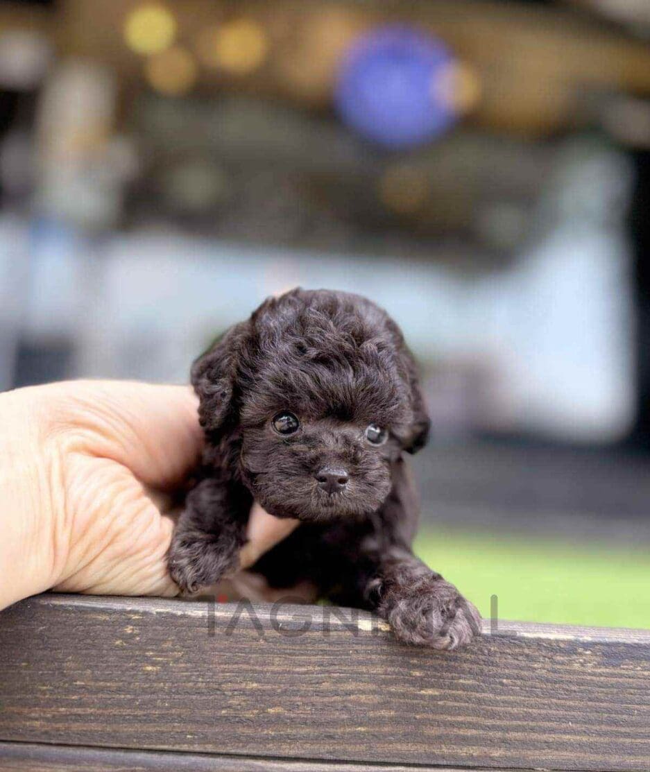 Poodle puppy for sale, dog for sale at Tagnimal