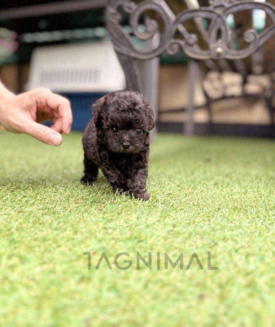 Poodle puppy for sale, dog for sale at Tagnimal