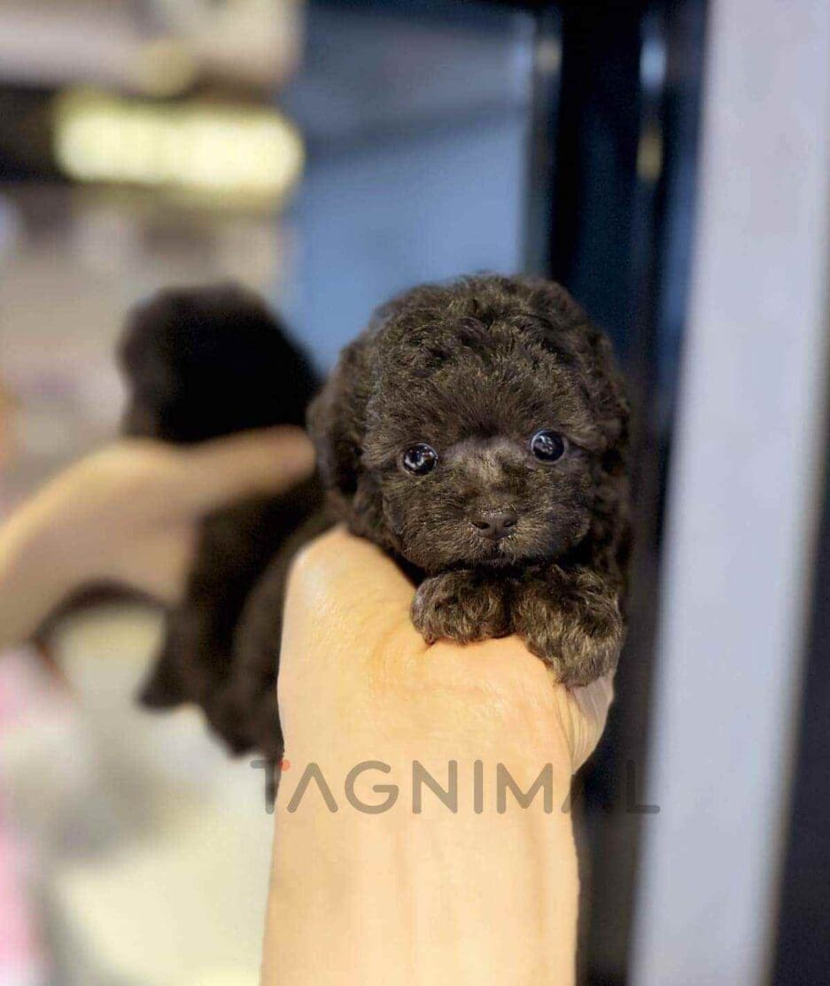 Poodle puppy for sale, dog for sale at Tagnimal