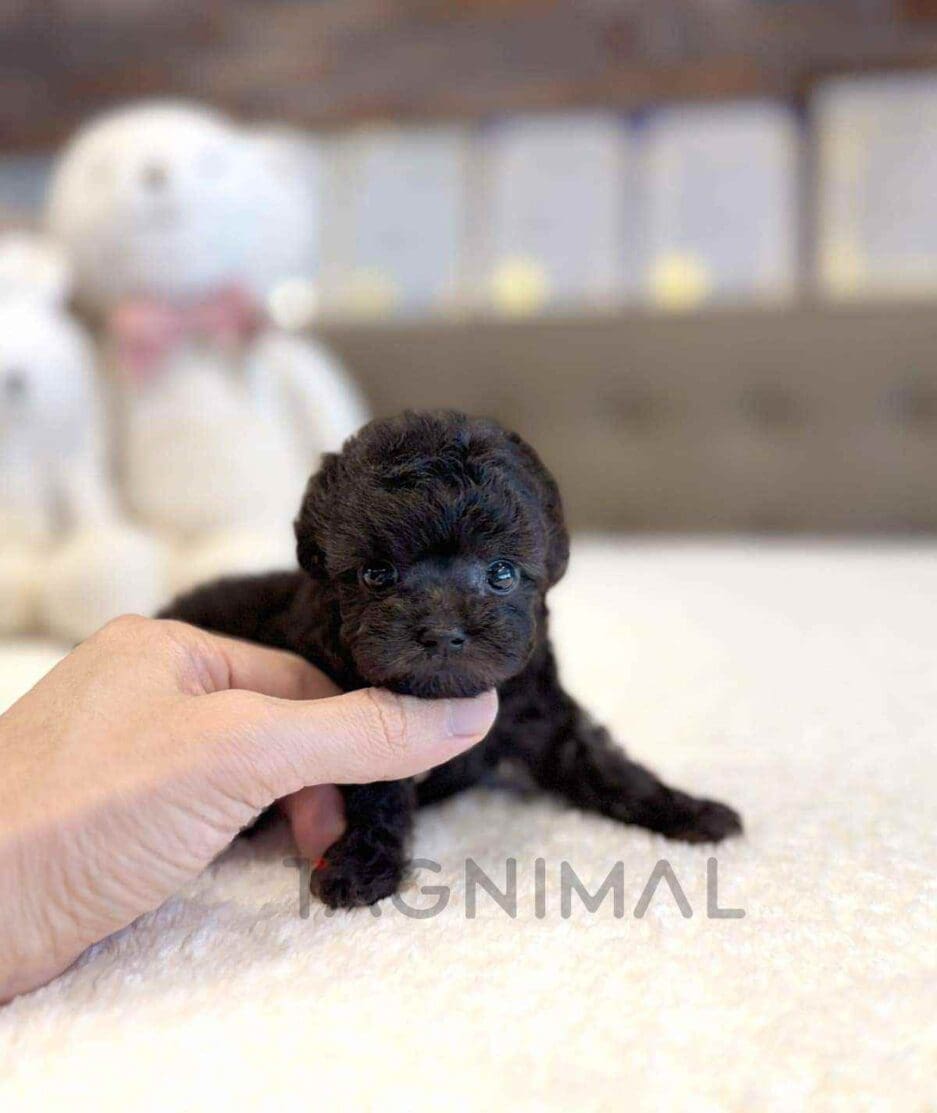 Poodle puppy for sale, dog for sale at Tagnimal