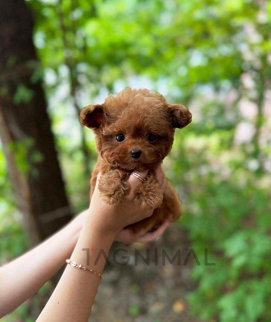 Poodle puppy for sale, dog for sale at Tagnimal