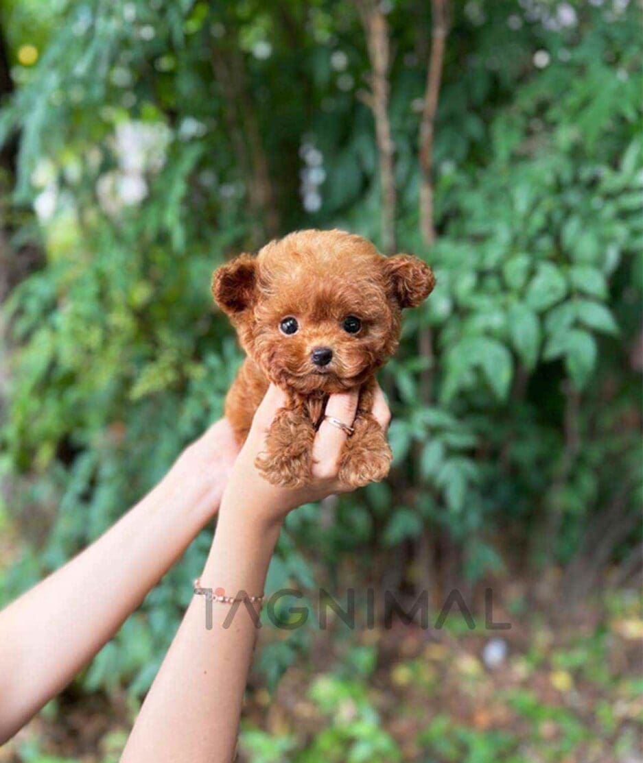 Poodle puppy for sale, dog for sale at Tagnimal