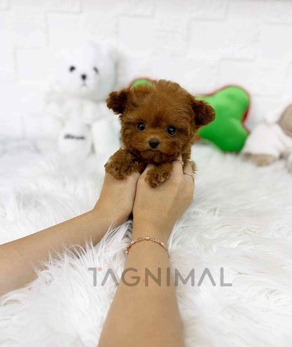 Poodle puppy for sale, dog for sale at Tagnimal