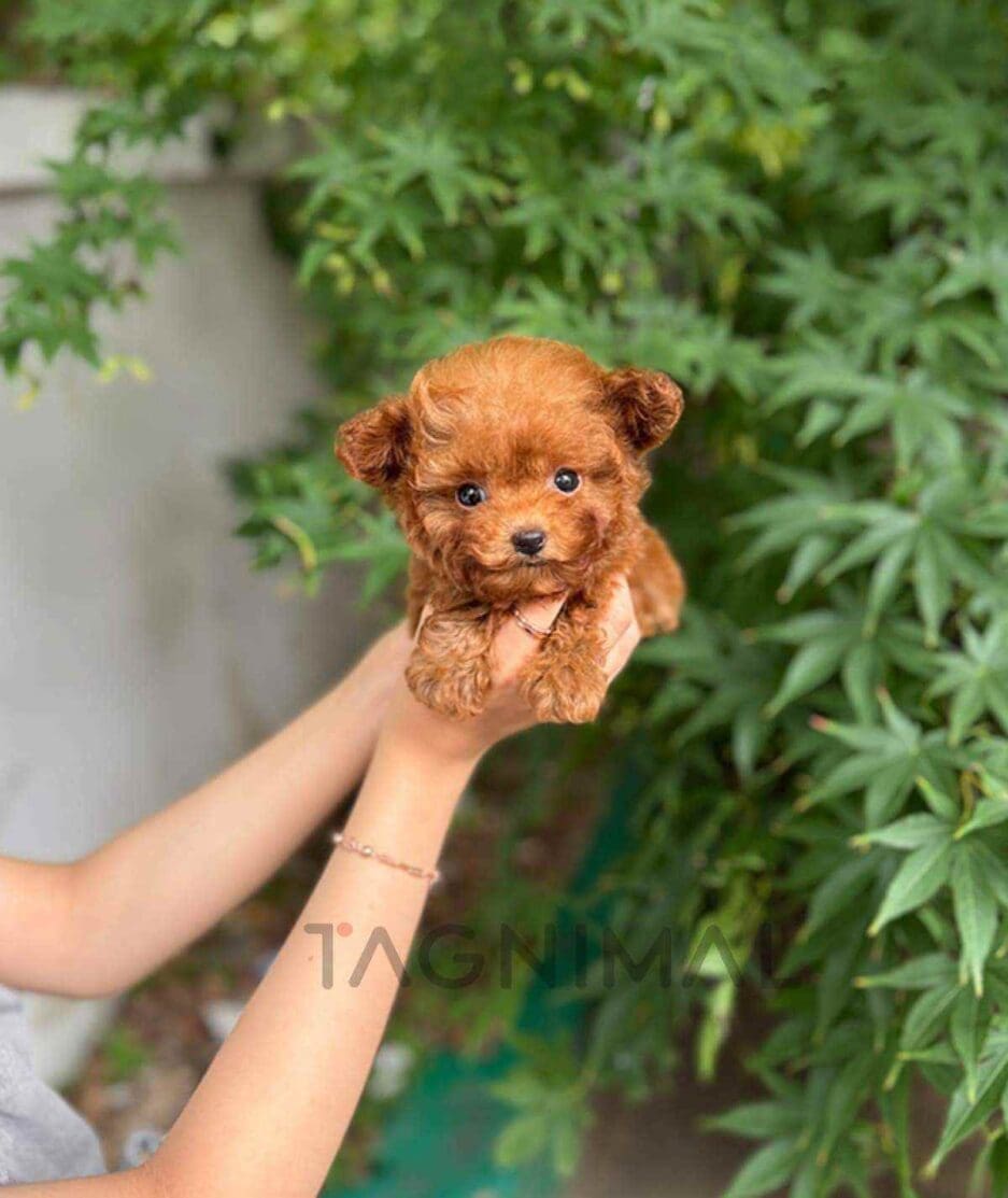 Poodle puppy for sale, dog for sale at Tagnimal