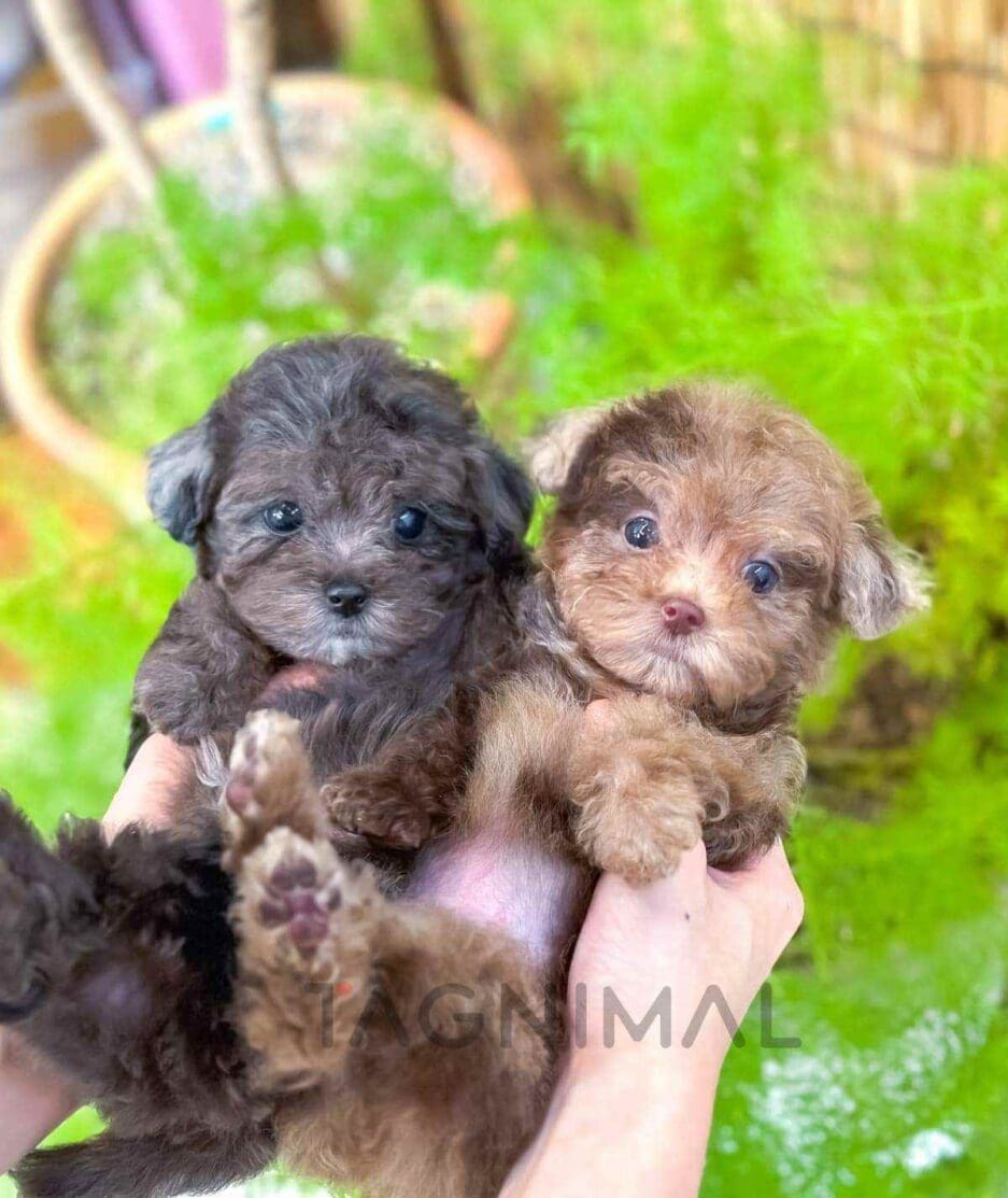 Poodle puppy for sale, dog for sale at Tagnimal